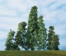 70934 Auhagen 10 deciduous trees with sea foam - dark green